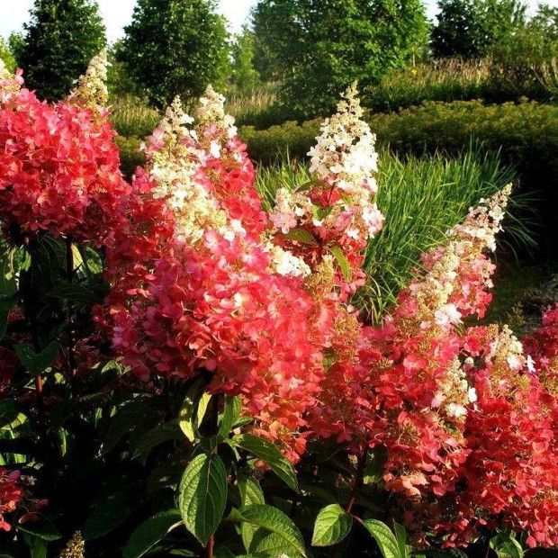 Фото 3. Гортензия метельчатая Пинки Винки в каталоге СЦ Корекозево