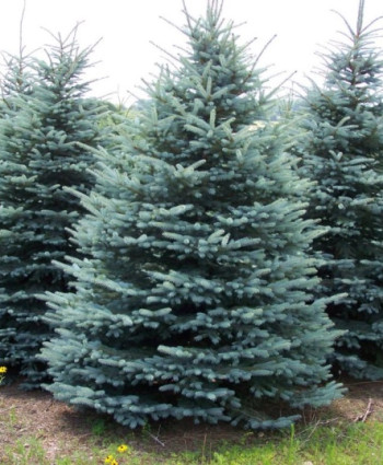 Ель колючая Glauca в каталоге СЦ Корекозево