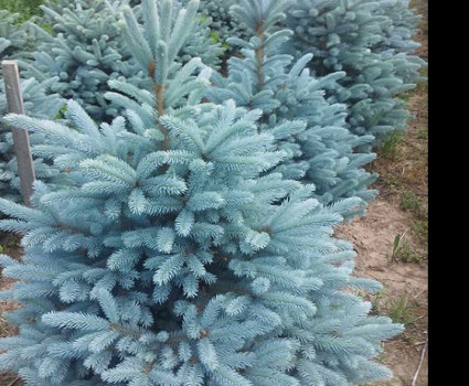 Ель колючая Glauca в каталоге СЦ Корекозево