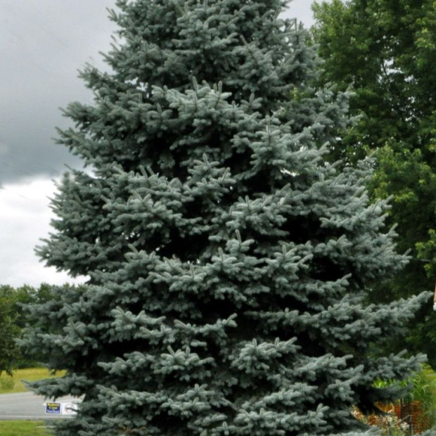 Фото 2. Ель колючая 