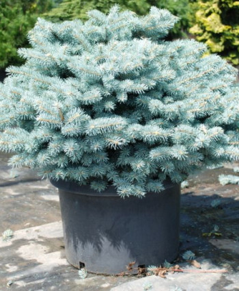 Ель колючая Glauca Globosa в каталоге СЦ Корекозево