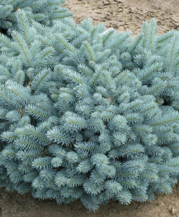 Ель колючая Glauca Globosa в каталоге СЦ Корекозево