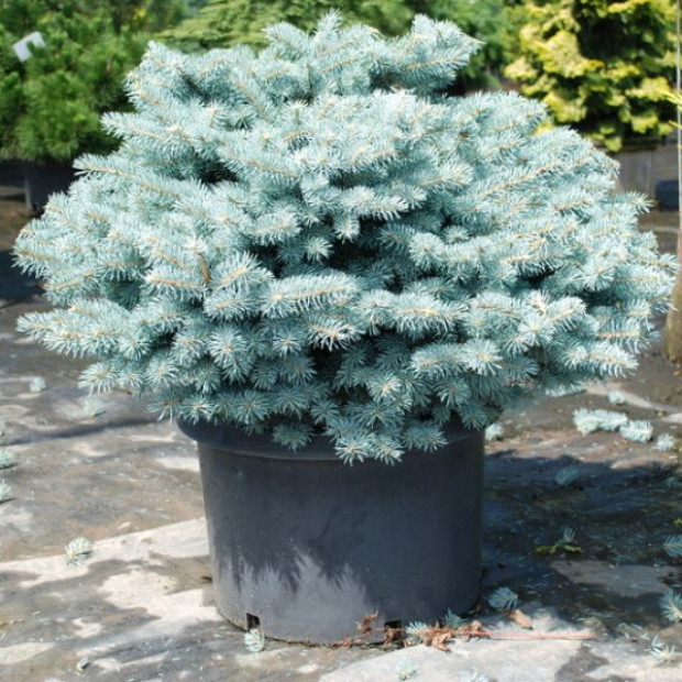 Фото 3. Ель колючая 