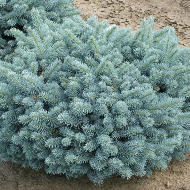 Фото 1. Ель колючая 