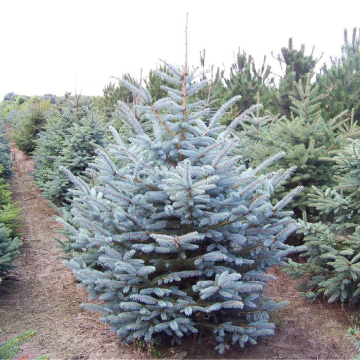 Ель колючая Glauca Majestic Blue в каталоге СЦ Корекозево