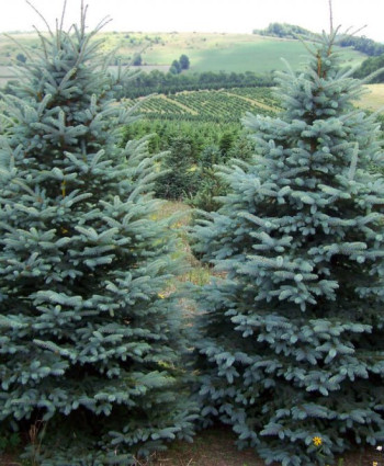 Ель колючая Glauca Majestic Blue в каталоге СЦ Корекозево