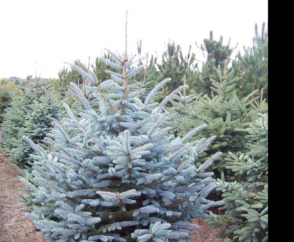 Ель колючая Glauca Majestic Blue в каталоге СЦ Корекозево