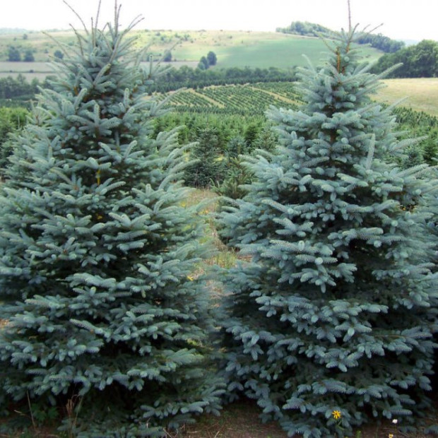 Фото 1. Ель колючая 