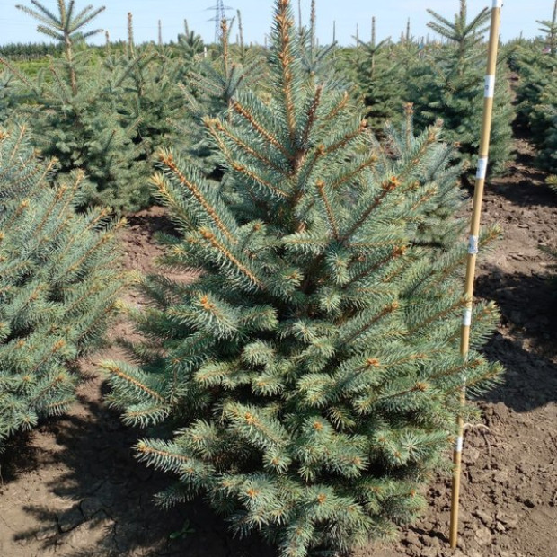 Фото 2. Ель колючая 
