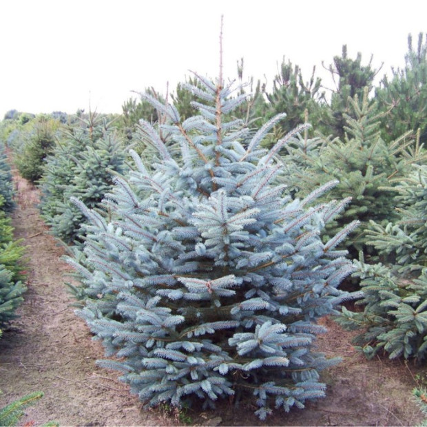 Фото 3. Ель колючая 