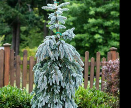 Ель колючая Glauca Pendula в каталоге СЦ Корекозево