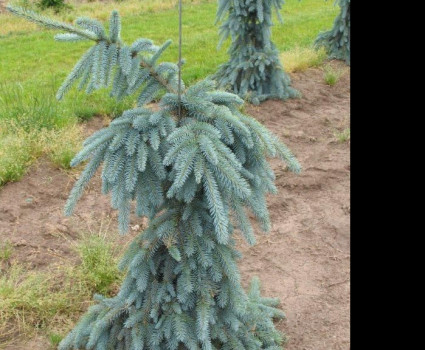 Ель колючая Glauca Pendula в каталоге СЦ Корекозево