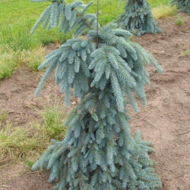 Фото 1. Ель колючая 