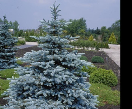 Ель колючая Hoopsii в каталоге СЦ Корекозево