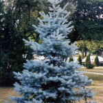 Миниатюра 1. Ель колючая 