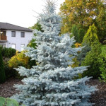 Миниатюра 2. Ель колючая 