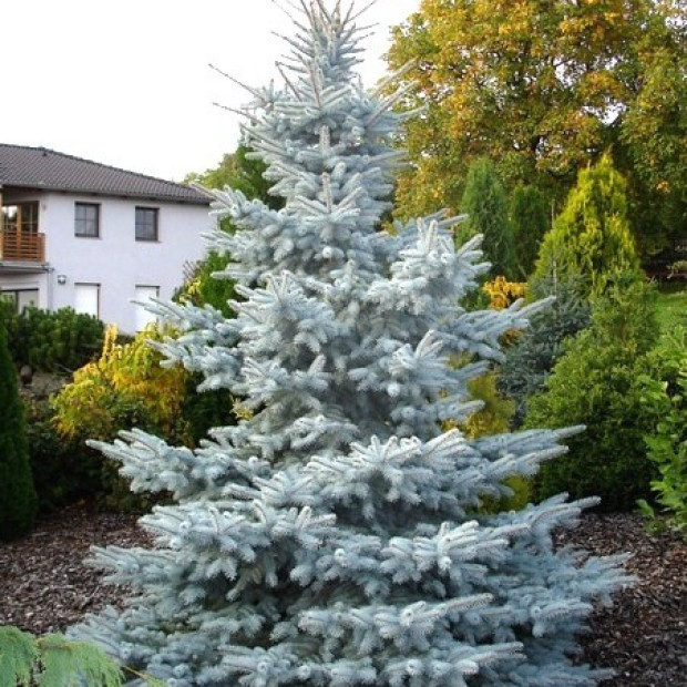 Фото 2. Ель колючая 