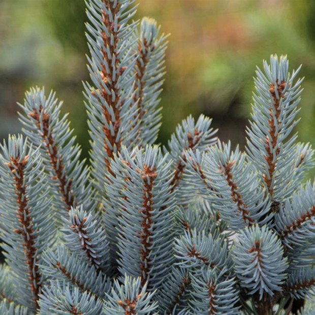 Фото 4. Ель колючая «Iseli Fatigiate» в каталоге СЦ Корекозево