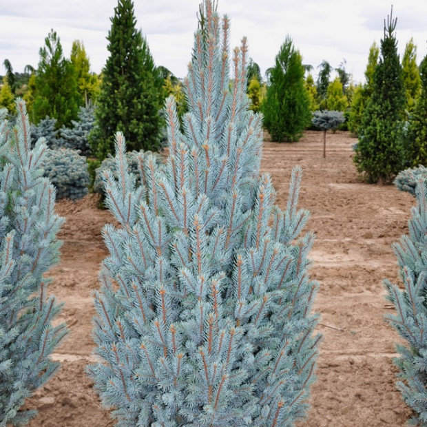 Фото 2. Ель колючая «Iseli Fatigiate» в каталоге СЦ Корекозево