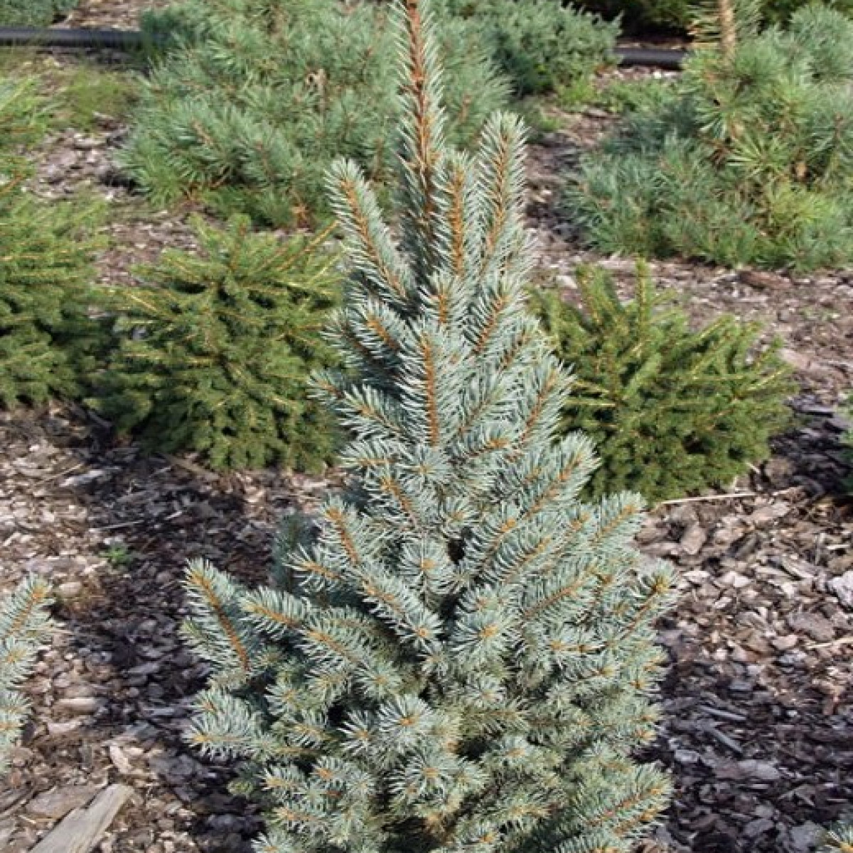 Ель колючая Koster в каталоге СЦ Корекозево