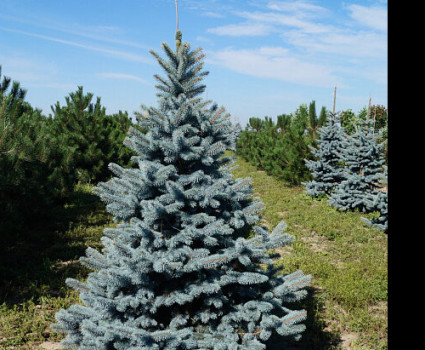 Ель колючая Koster в каталоге СЦ Корекозево