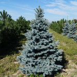 Миниатюра 3. Ель колючая 