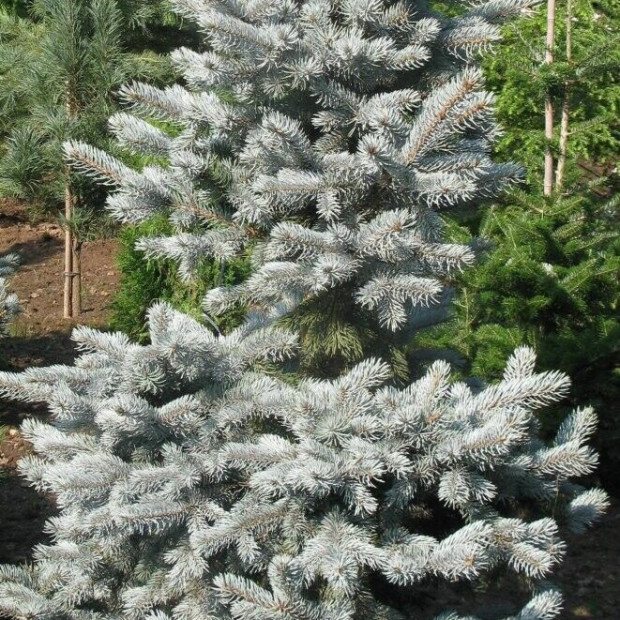 Фото 2. Ель колючая 