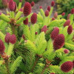 Миниатюра 1. Ель колючая 