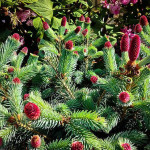 Миниатюра 2. Ель колючая 