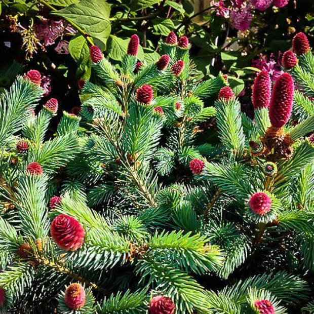 Фото 2. Ель колючая 