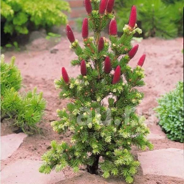 Фото 3. Ель колючая 