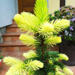 Миниатюра 4. Ель колючая 