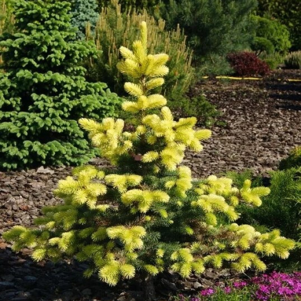 Фото 2. Ель колючая 