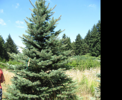 Ель колючая зеленая в каталоге СЦ Корекозево