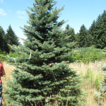 Миниатюра 1. Ель колючая зеленая в каталоге СЦ Корекозево