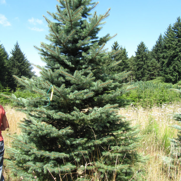 Фото 1. Ель колючая зеленая в каталоге СЦ Корекозево