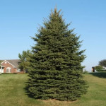 Миниатюра 2. Ель обыкновенная в каталоге СЦ Корекозево