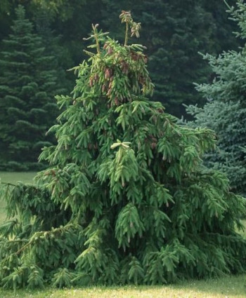 Ель обыкновенная Acrocona в каталоге СЦ Корекозево