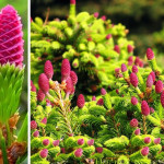 Миниатюра 2. Ель обыкновенная 