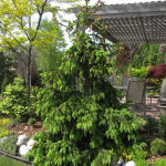 Миниатюра 3. Ель обыкновенная 