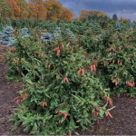 Миниатюра 4. Ель обыкновенная 