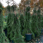 Миниатюра 4. Ель обыкновенная 