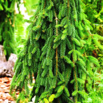 Миниатюра 2. Ель обыкновенная 