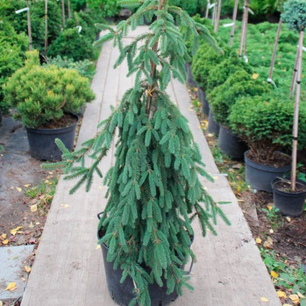 Фото 3. Ель обыкновенная 