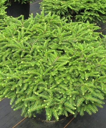 Ель обыкновенная Nidimorphis в каталоге СЦ Корекозево