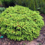 Миниатюра 2. Ель обыкновенная 