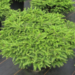 Миниатюра 1. Ель обыкновенная 