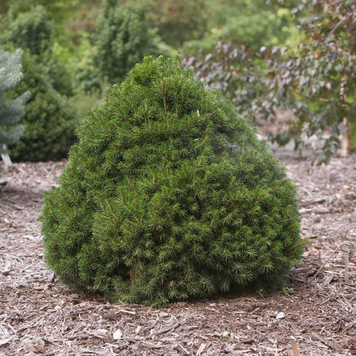 Ель обыкновенная Tompa в каталоге СЦ Корекозево