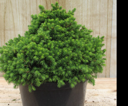 Ель обыкновенная Tompa в каталоге СЦ Корекозево