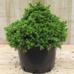 Миниатюра 1. Ель обыкновенная 